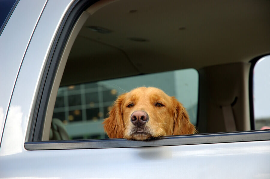 A dog in a car